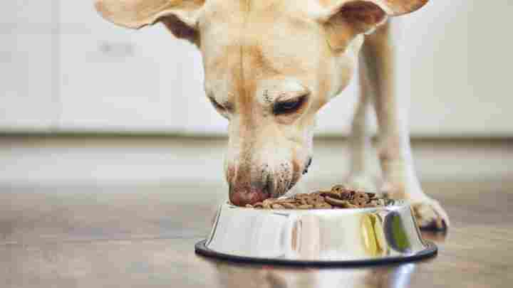Який корм найкращий для собак середніх порід?